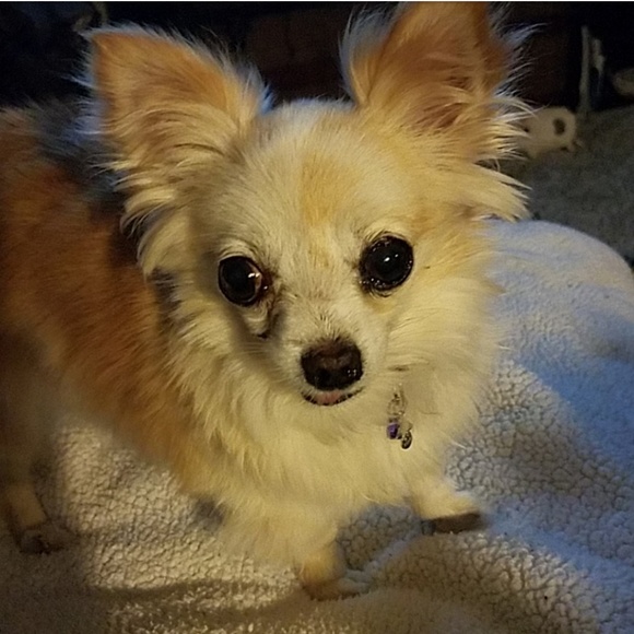 Magellan brand Adventure Gear ladies Short XL 🐾 NEW = CLOSET CLOSING - Picture 7 of 12